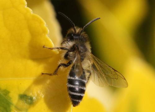 Andrena flavipes